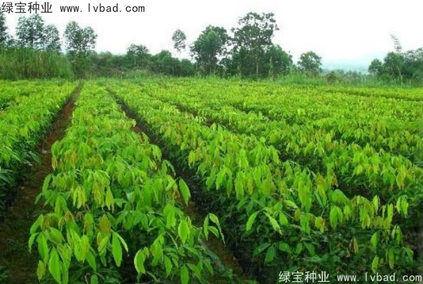 橡胶树<a href='https://www.lvbad.com/' target='_blank'>种子</a>