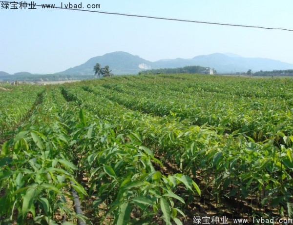 橡胶树种子