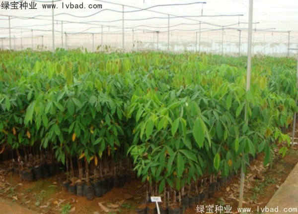 橡胶树种子