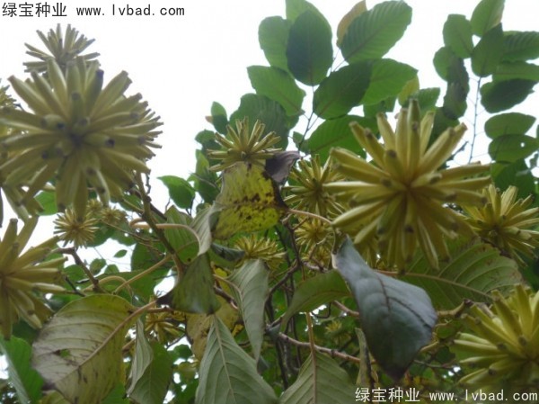 <a href='https://www.lvbad.com/linmuzhongzi/2250.html' target='_blank'>喜树种子</a>