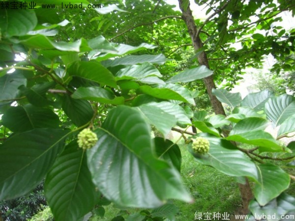 喜树<a href='https://www.lvbad.com/' target='_blank'>种子</a>