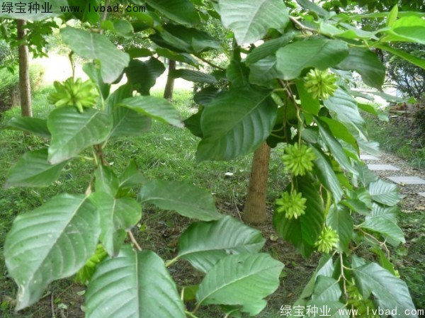 喜树<a href='https://www.lvbad.com/' target='_blank'>种子</a>