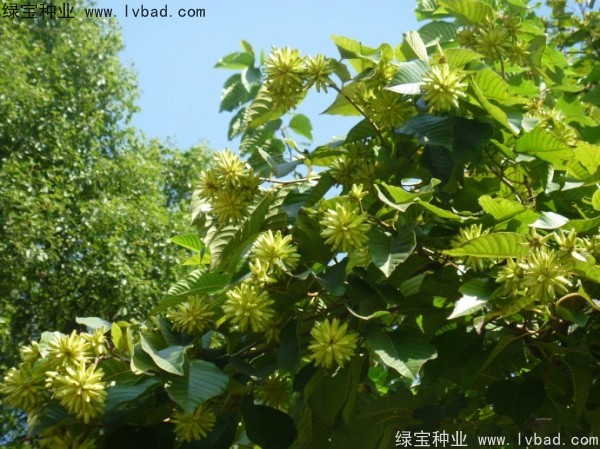 <a href='https://www.lvbad.com/linmuzhongzi/2250.html' target='_blank'>喜树种子</a>