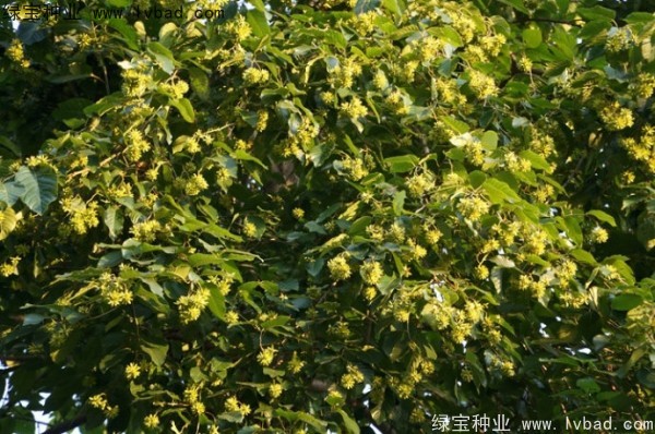 喜树<a href='https://www.lvbad.com/' target='_blank'>种子</a>