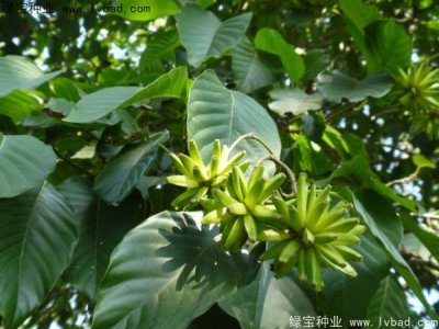 喜树种子
