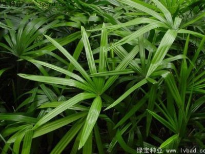 棕竹种子