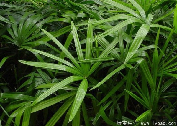 <a href='https://www.lvbad.com/linmuzhongzi/2251.html' target='_blank'>棕竹种子</a>
