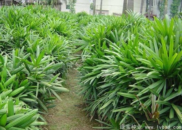 棕竹<a href='https://www.lvbad.com/' target='_blank'>种子</a>
