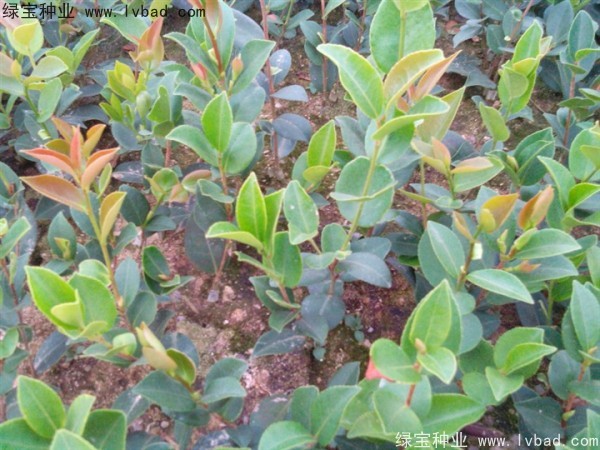 <a href='https://www.lvbad.com/linmuzhongzi/2252.html' target='_blank'>油茶种子</a>