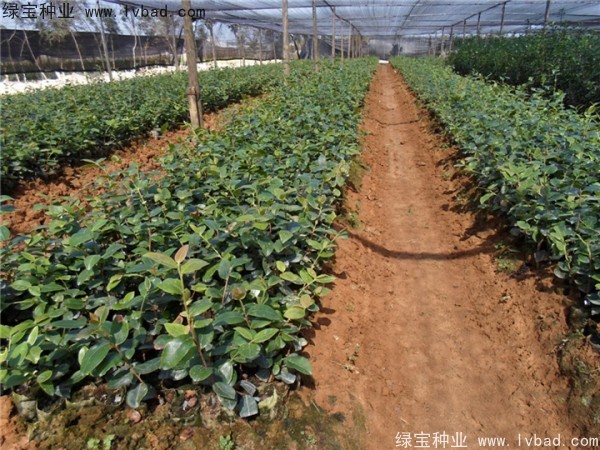 <a href='https://www.lvbad.com/linmuzhongzi/2252.html' target='_blank'>油茶</a><a href='https://www.lvbad.com/' target='_blank'>种子</a>