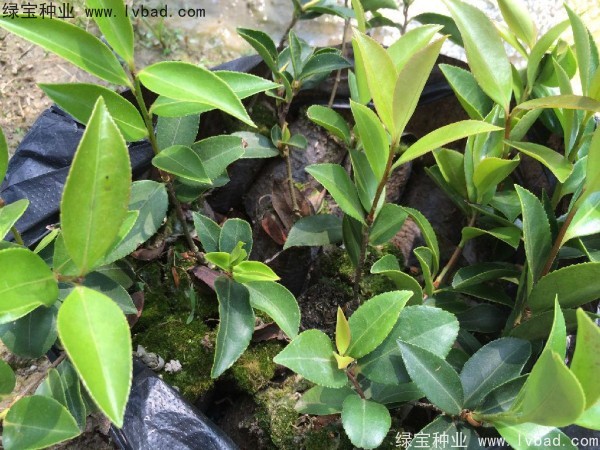 <a href='https://www.lvbad.com/linmuzhongzi/2252.html' target='_blank'>油茶种子</a>