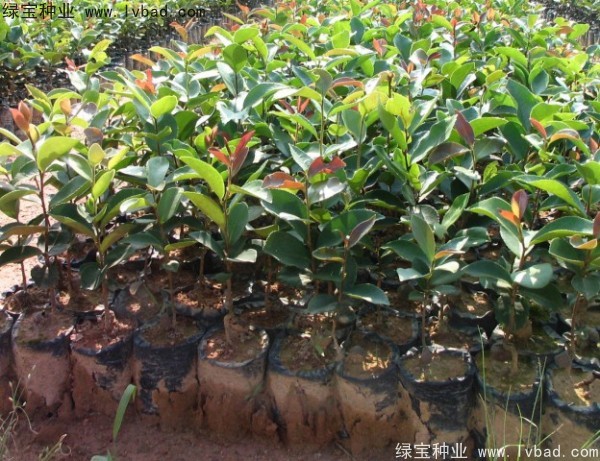 油茶种子