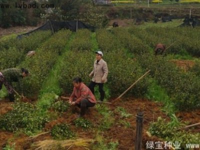 油茶种子