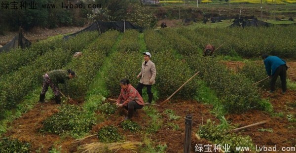<a href='https://www.lvbad.com/linmuzhongzi/2252.html' target='_blank'>油茶种子</a>
