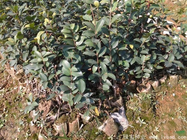 油茶种子