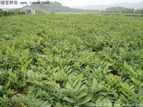 玉竹<a href='https://www.lvbad.com/' target='_blank'>种子</a>