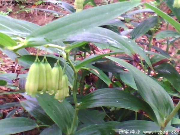 <a href='https://www.lvbad.com/linmuzhongzi/2254.html' target='_blank'>玉竹种子</a>