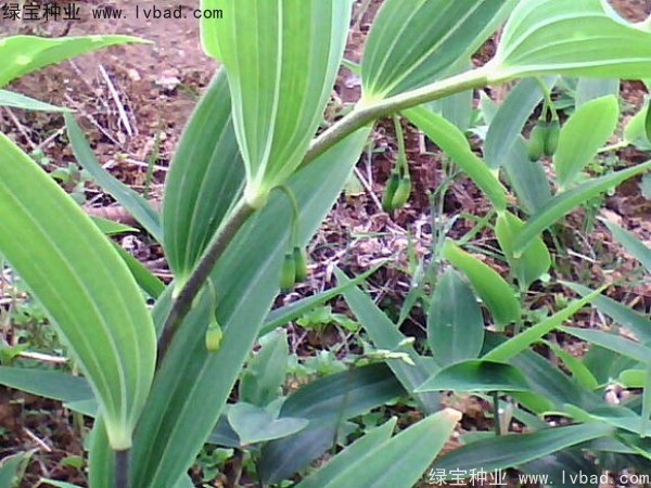 玉竹<a href='https://www.lvbad.com/' target='_blank'>种子</a>