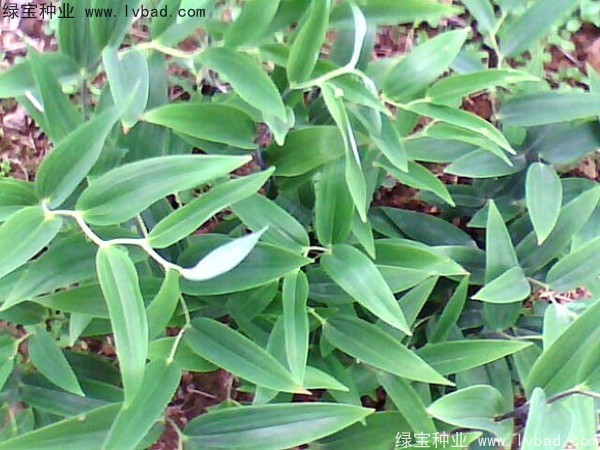 玉竹<a href='https://www.lvbad.com/' target='_blank'>种子</a>