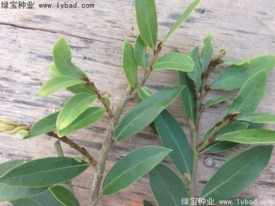 蚊母种子