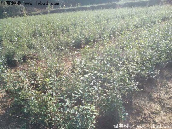 <a href='https://www.lvbad.com/linmuzhongzi/2257.html' target='_blank'>金弹子种子</a>