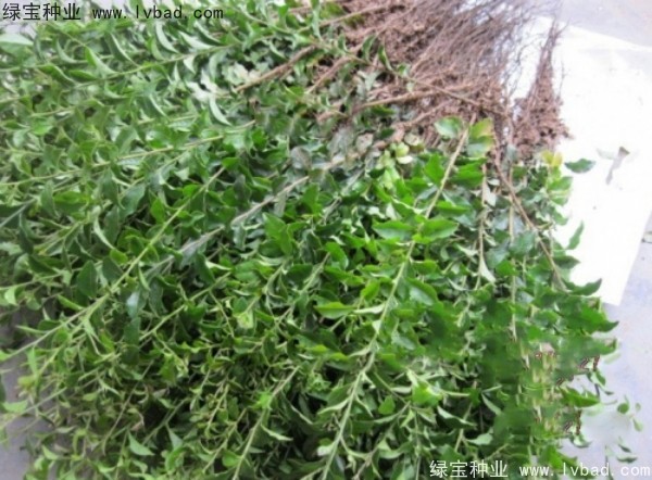 <a href='https://www.lvbad.com/linmuzhongzi/2257.html' target='_blank'>金弹子种子</a>