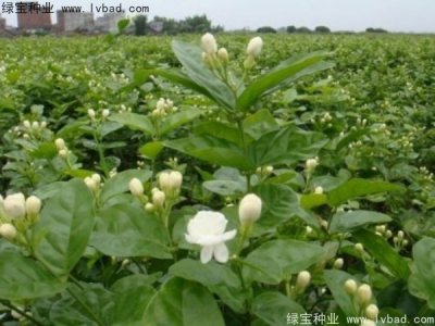 茉莉花种子