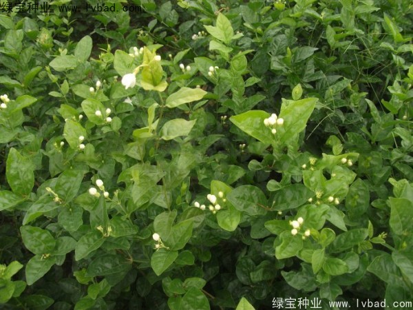 <a href='https://www.lvbad.com/linmuzhongzi/2258.html' target='_blank'>茉莉花种子</a>