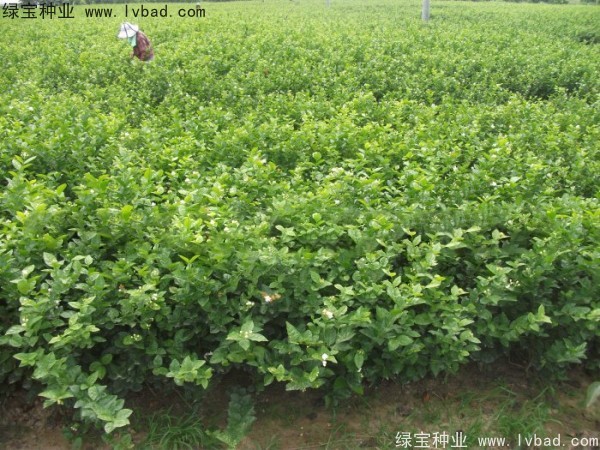 茉莉花<a href='https://www.lvbad.com/' target='_blank'>种子</a>