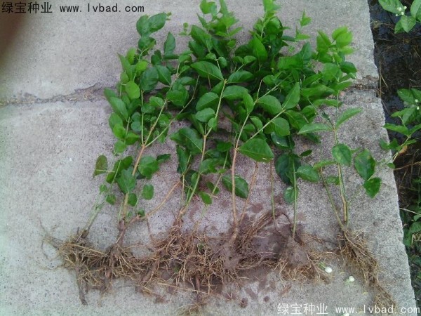 <a href='https://www.lvbad.com/linmuzhongzi/2258.html' target='_blank'>茉莉花种子</a>