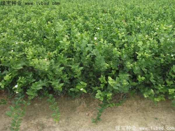 茉莉花<a href='https://www.lvbad.com/' target='_blank'>种子</a>