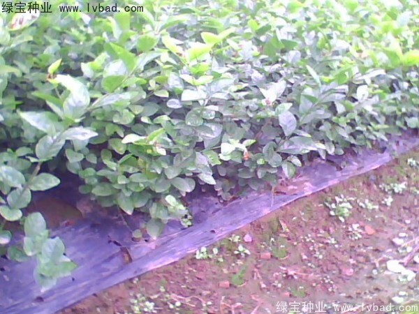 茉莉花<a href='https://www.lvbad.com/' target='_blank'>种子</a>