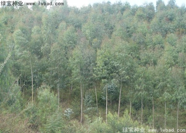 <a href='https://www.lvbad.com/linmuzhongzi/2259.html' target='_blank'>桉树种子</a>