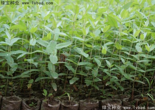 桉树<a href='https://www.lvbad.com/' target='_blank'>种子</a>