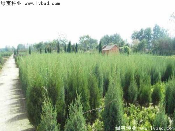 柏木<a href='https://www.lvbad.com/' target='_blank'>种子</a>