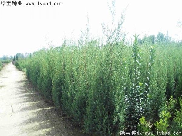 <a href='https://www.lvbad.com/linmuzhongzi/2260.html' target='_blank'>柏木种子</a>