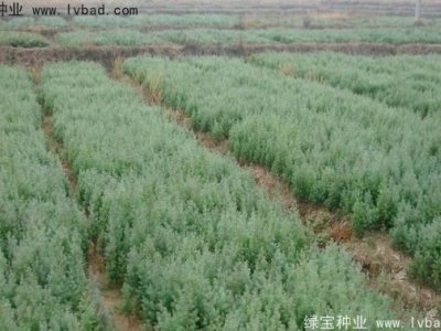 柏木种子