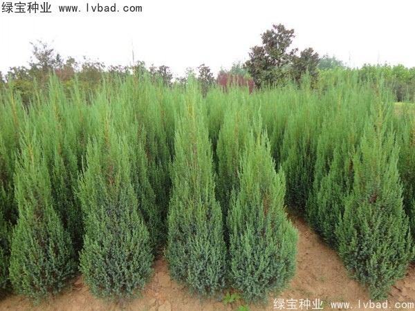 柏木<a href='https://www.lvbad.com/' target='_blank'>种子</a>