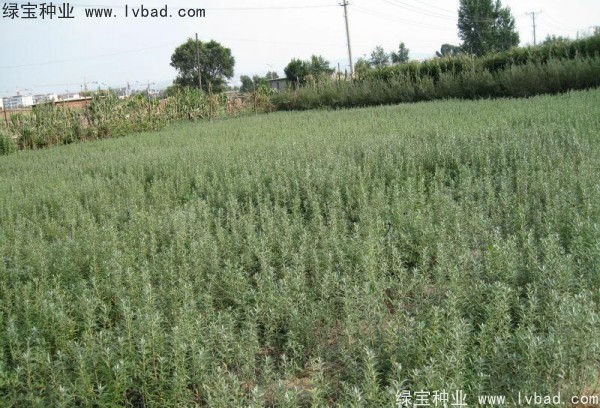 刺柳<a href='https://www.lvbad.com/' target='_blank'>种子</a>