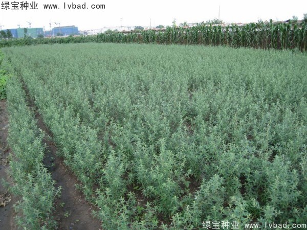 <a href='https://www.lvbad.com/linmuzhongzi/2261.html' target='_blank'>刺柳种子</a>