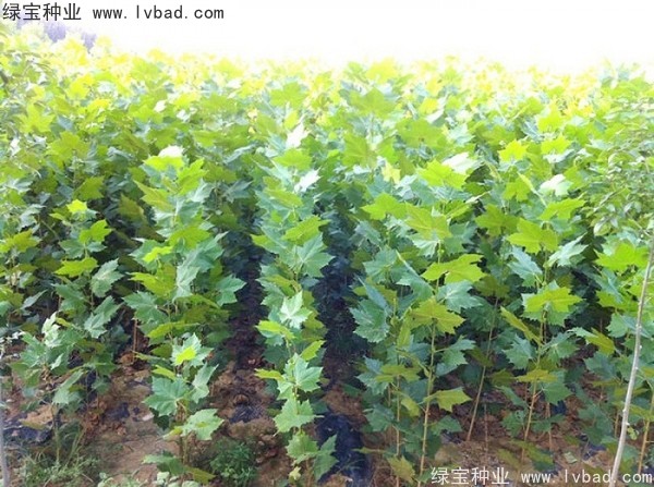 <a href='https://www.lvbad.com/linmuzhongzi/2262.html' target='_blank'>法桐种子</a>