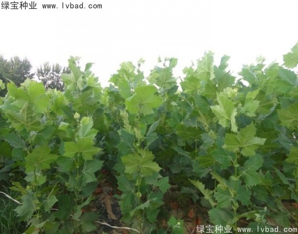 <a href='https://www.lvbad.com/linmuzhongzi/2262.html' target='_blank'>法桐种子</a>