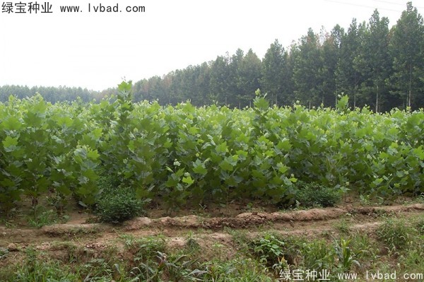 <a href='https://www.lvbad.com/linmuzhongzi/2262.html' target='_blank'>法桐</a>