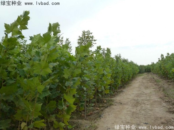 法桐<a href='https://www.lvbad.com/' target='_blank'>种子</a>