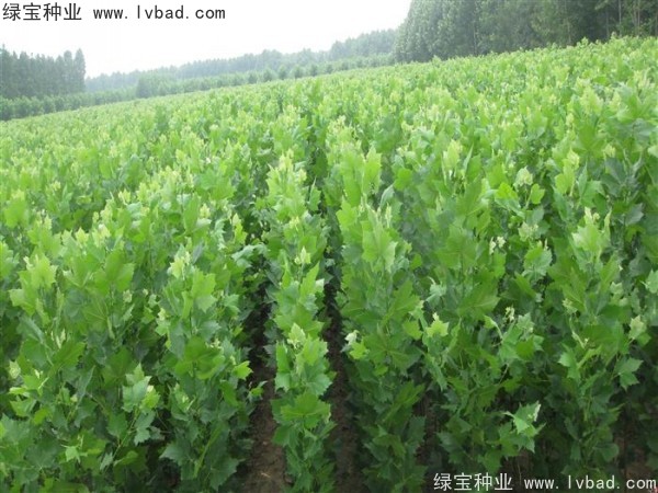 <a href='https://www.lvbad.com/linmuzhongzi/2262.html' target='_blank'>法桐种子</a>
