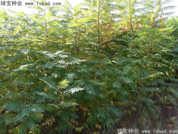 <a href='https://www.lvbad.com/linmuzhongzi/2263.html' target='_blank'>火炬种子</a>