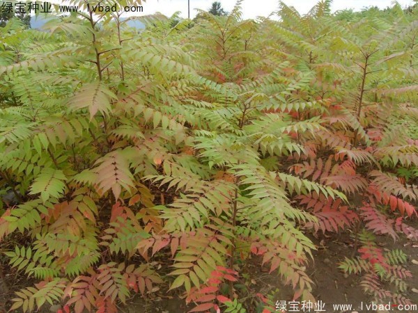 火炬<a href='https://www.lvbad.com/' target='_blank'>种子</a>