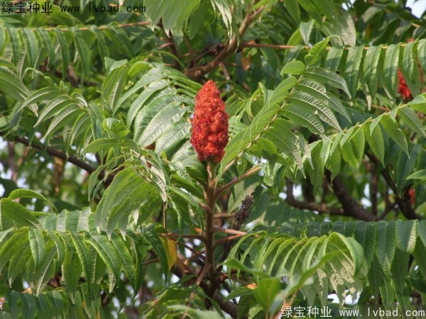 火炬<a href='https://www.lvbad.com/' target='_blank'>种子</a>