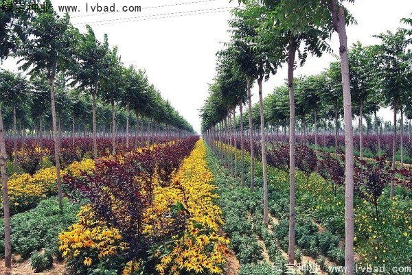 <a href='https://www.lvbad.com/linmuzhongzi/2263.html' target='_blank'>火炬种子</a>