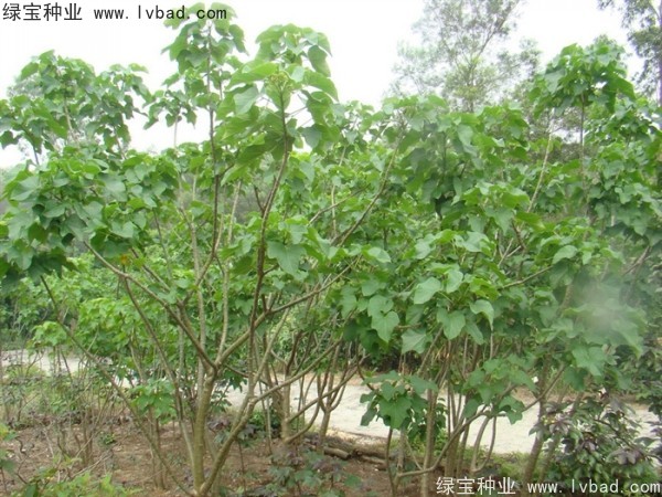 <a href='https://www.lvbad.com/linmuzhongzi/2264.html' target='_blank'>麻疯树种子</a>